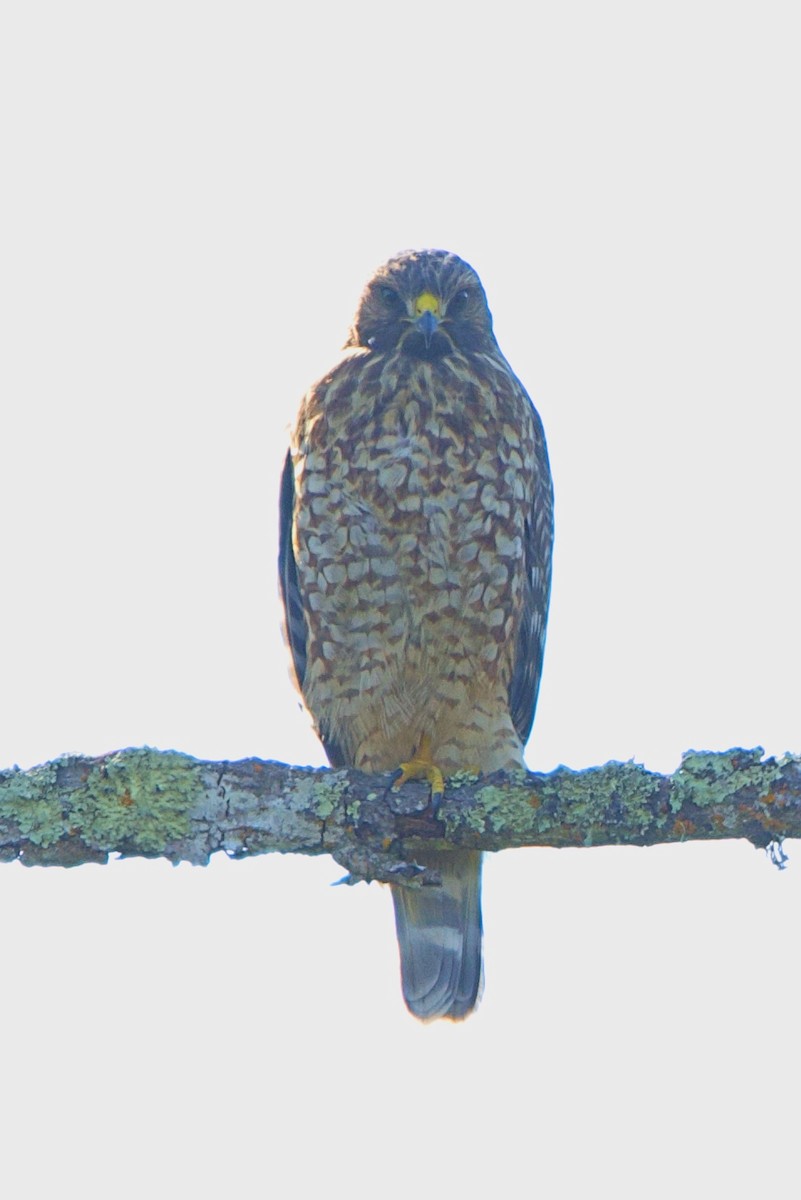 Red-shouldered Hawk - Brad Kremer