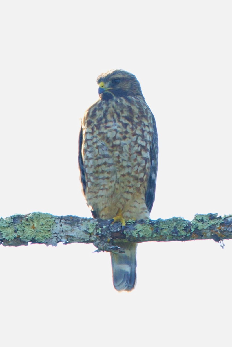 Red-shouldered Hawk - ML620692385