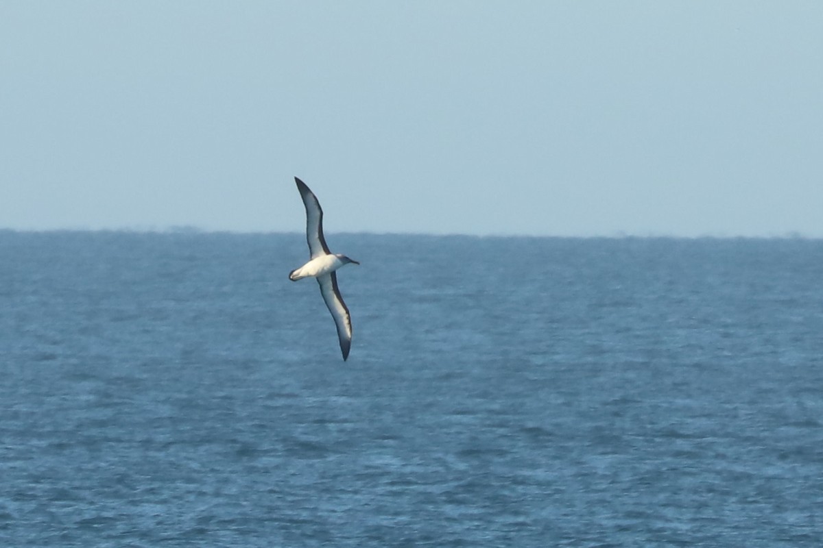 Buller's Albatross - ML620692388