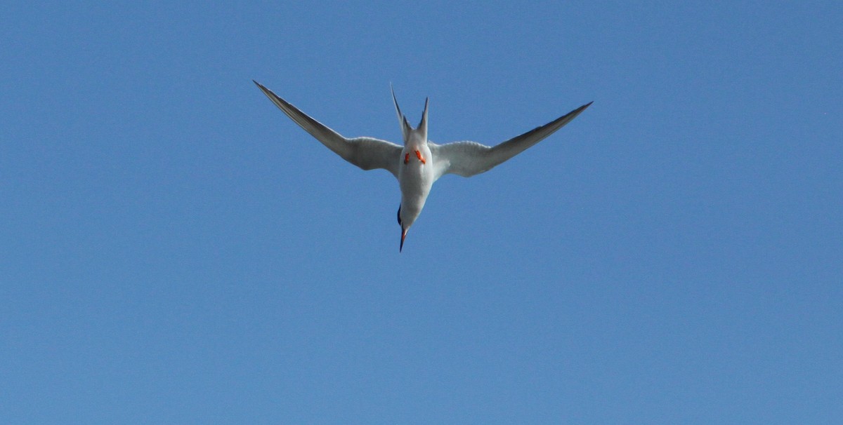 Forster's Tern - ML620692391