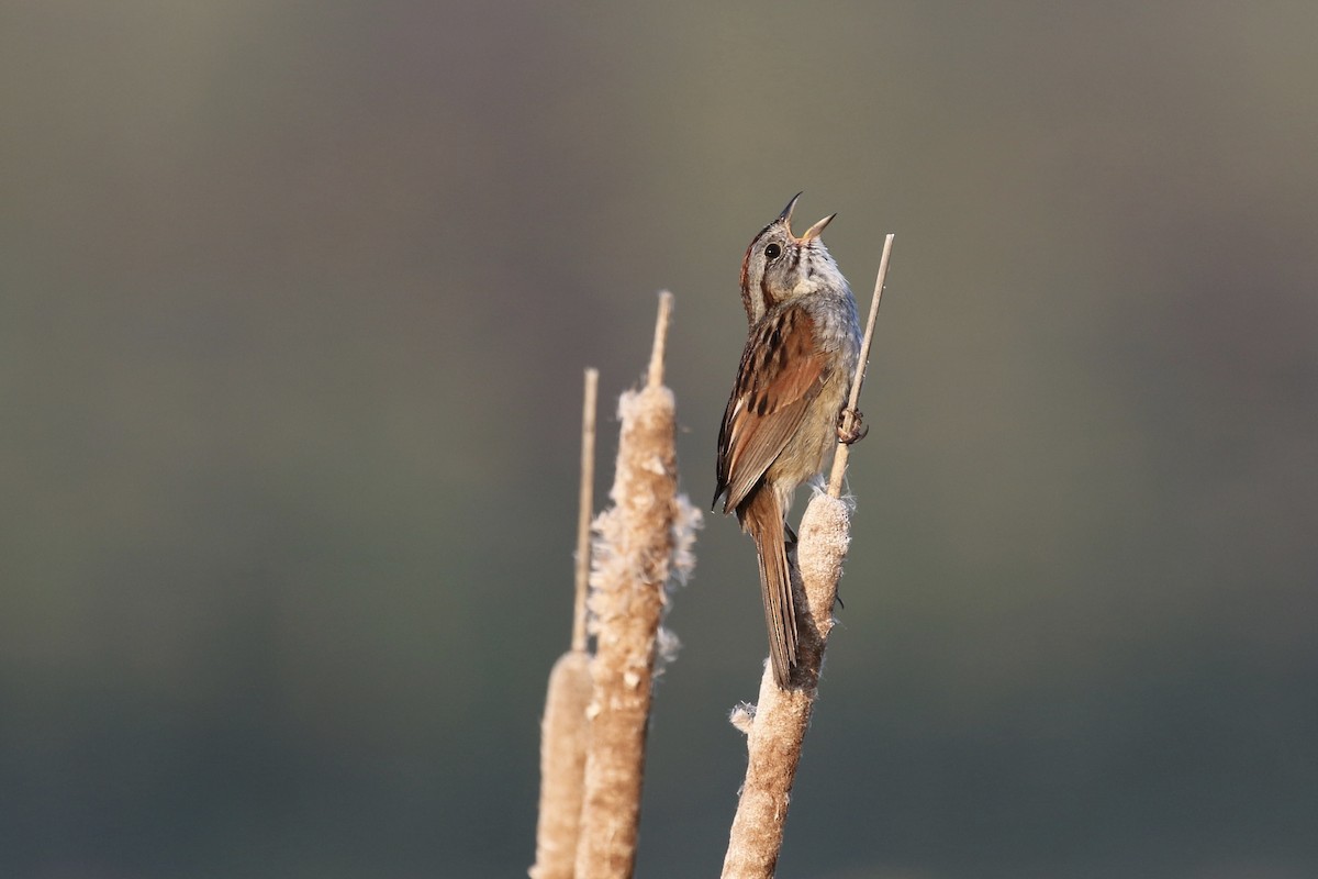 Swamp Sparrow - ML620692395