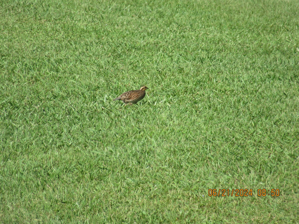 Northern Bobwhite - ML620692400