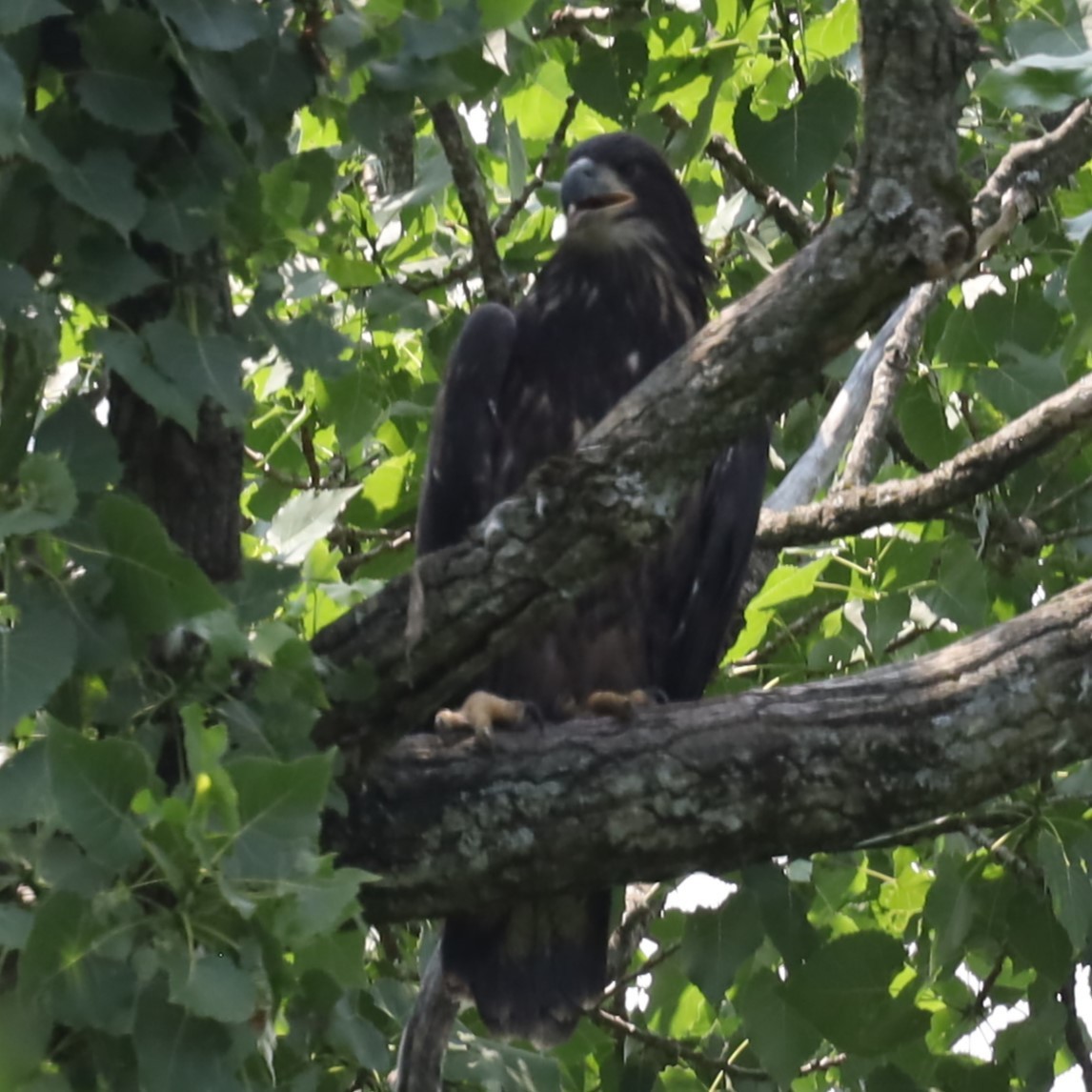 Bald Eagle - Charles (PAT) Dollard