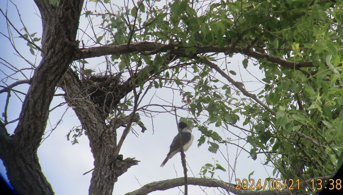 Eastern Kingbird - ML620692403