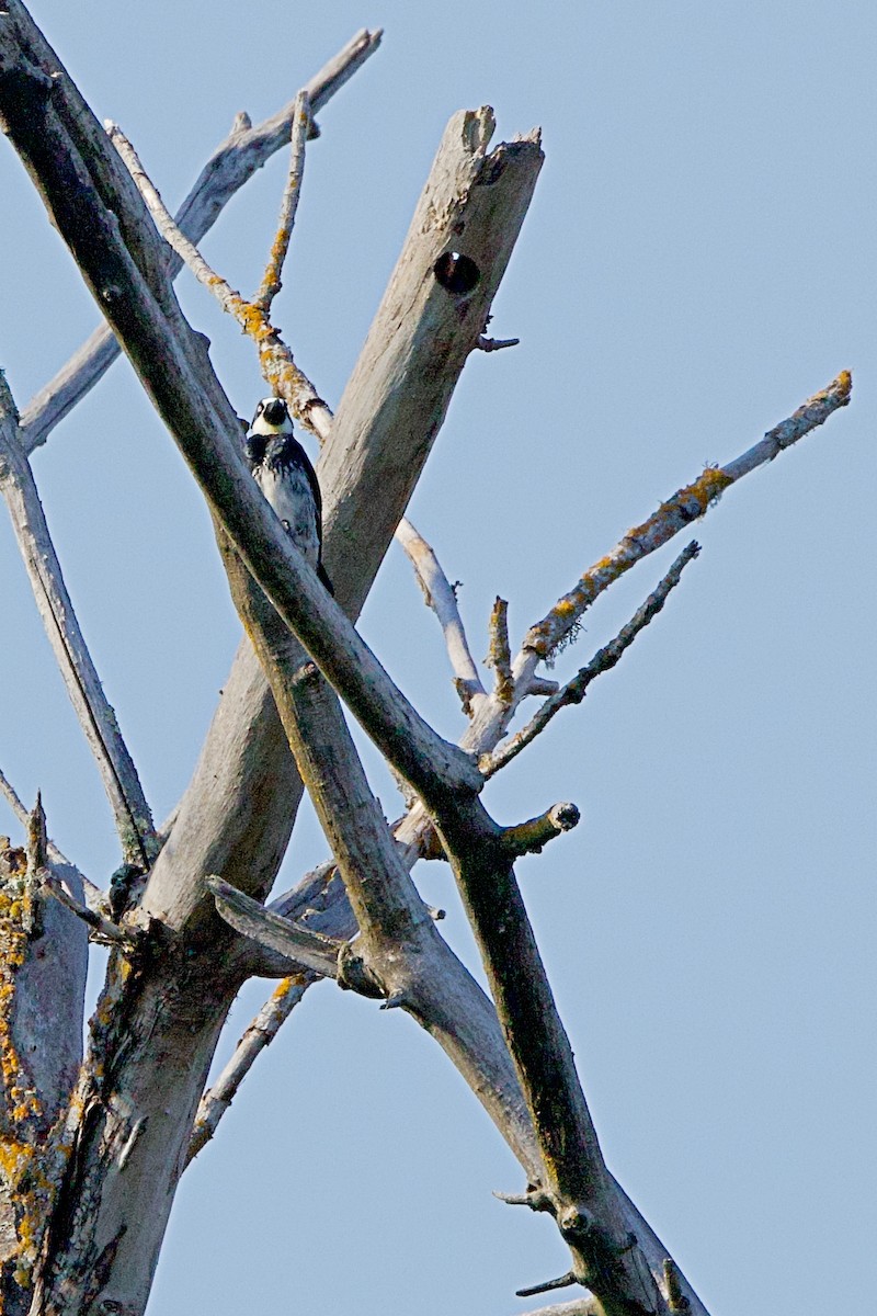 Acorn Woodpecker - ML620692404