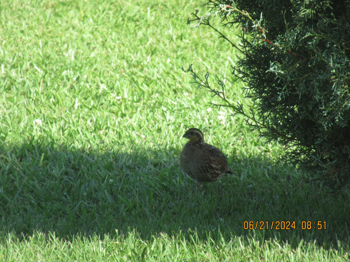 Northern Bobwhite - ML620692409