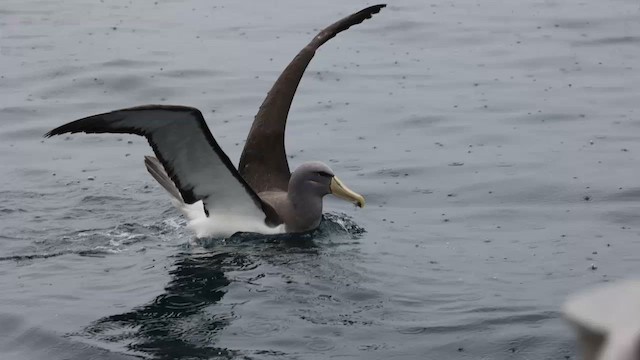 Albatros de las Chatham - ML620692412