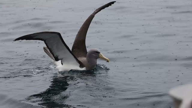 Keşiş Albatrosu - ML620692412