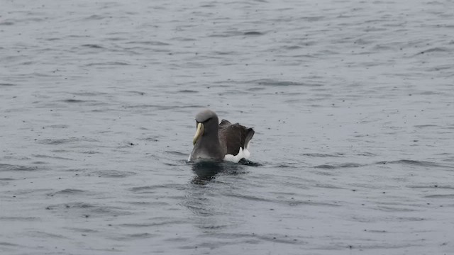 Albatros de las Chatham - ML620692413