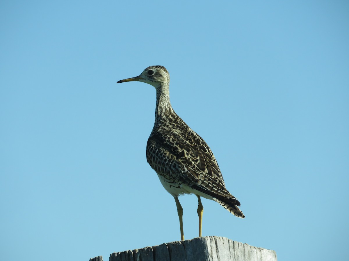 Upland Sandpiper - ML620692419