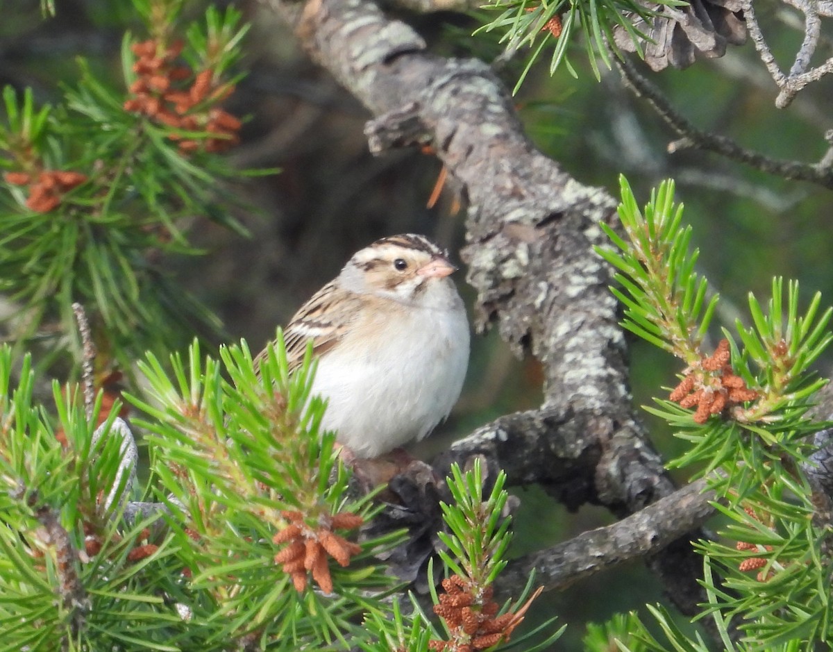 Clay-colored Sparrow - ML620692421