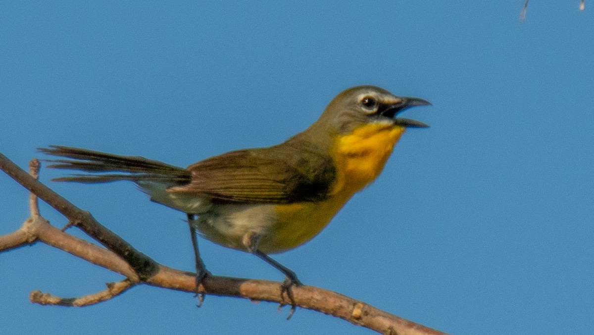 Yellow-breasted Chat - James Mccoy