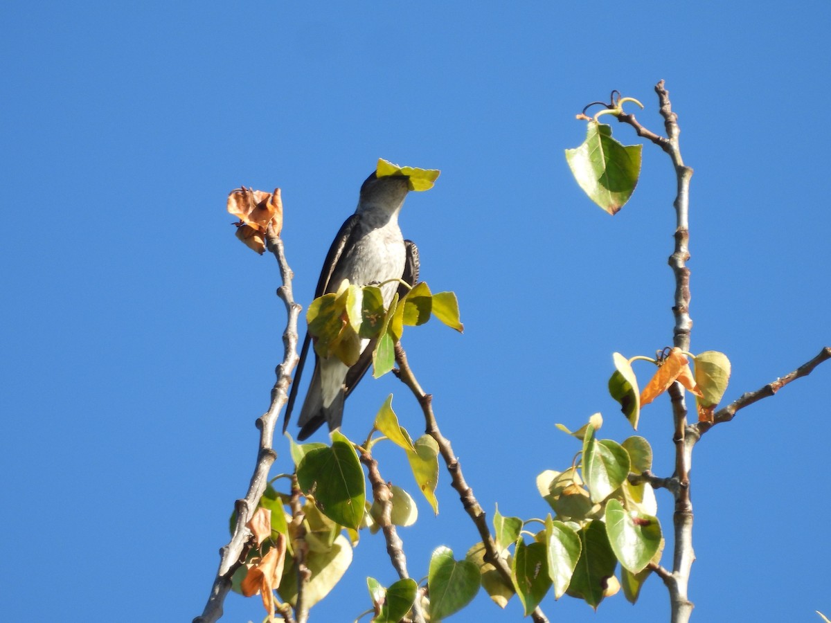 Purple Martin - ML620692424