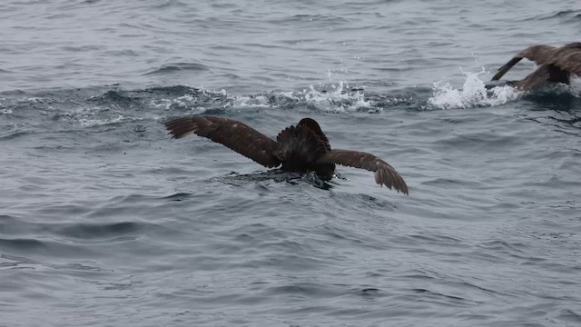 Northern Giant-Petrel - ML620692426