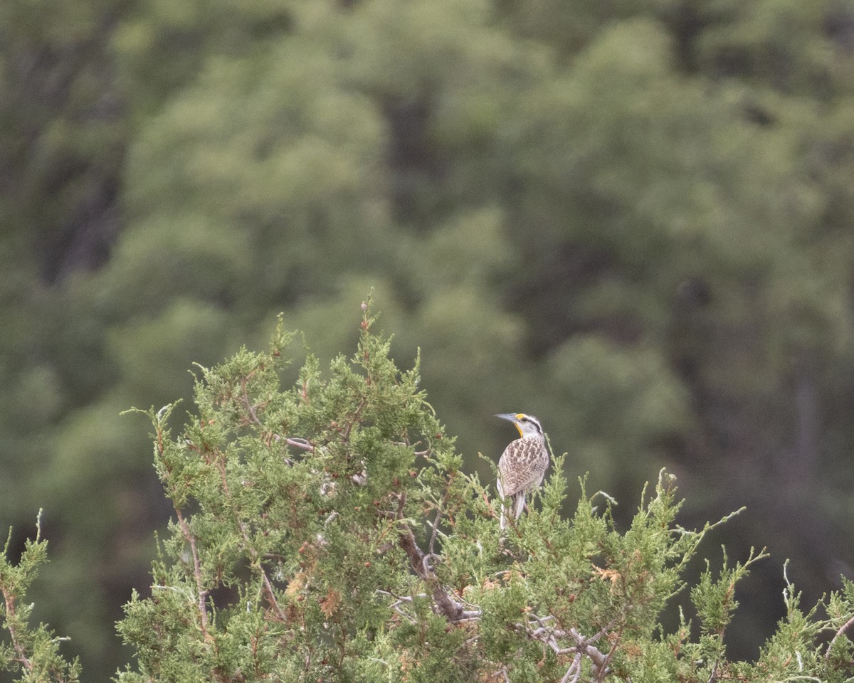 Chihuahuan Meadowlark - Ameya Thatte