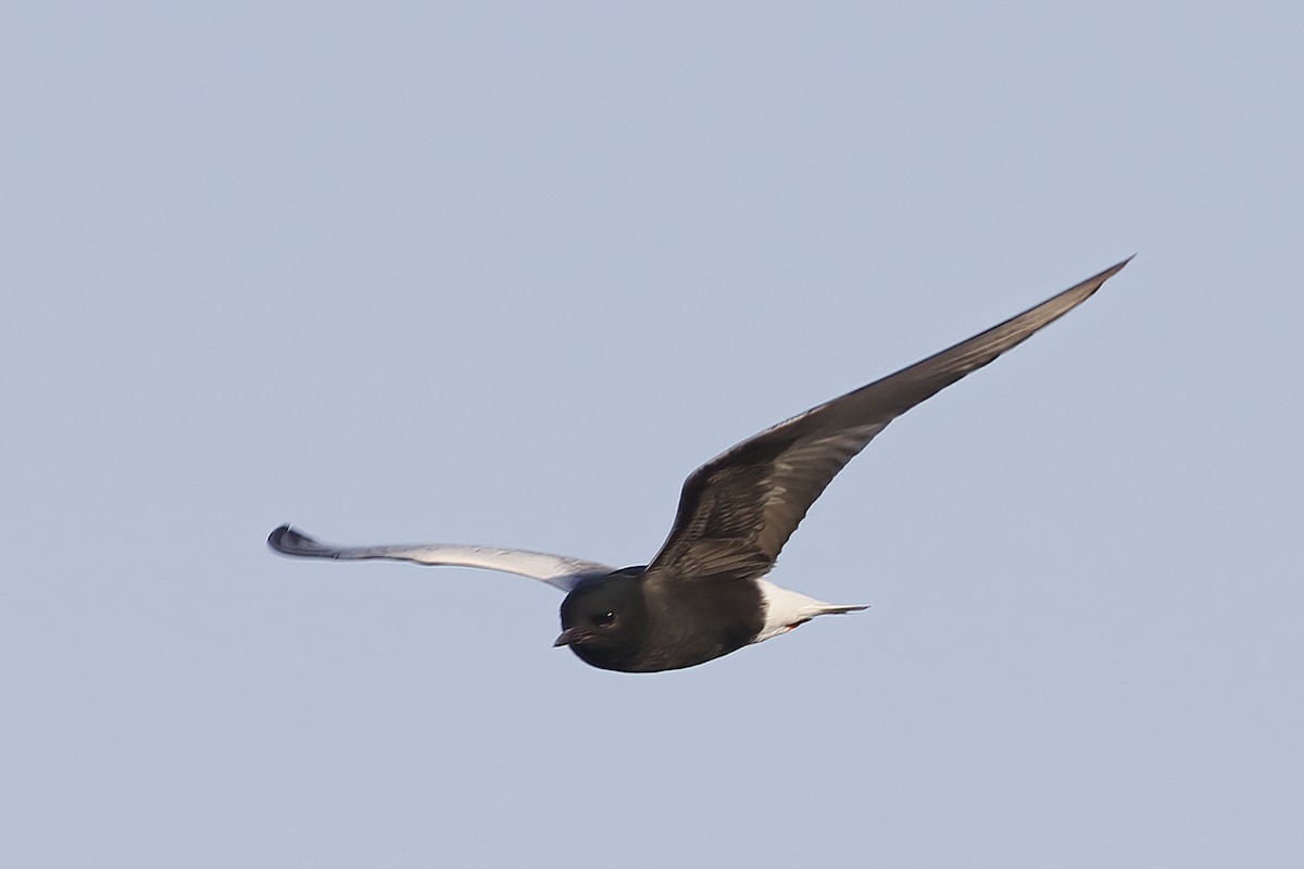 White-winged Tern - ML620692428