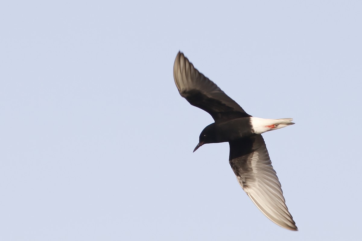 White-winged Tern - ML620692429