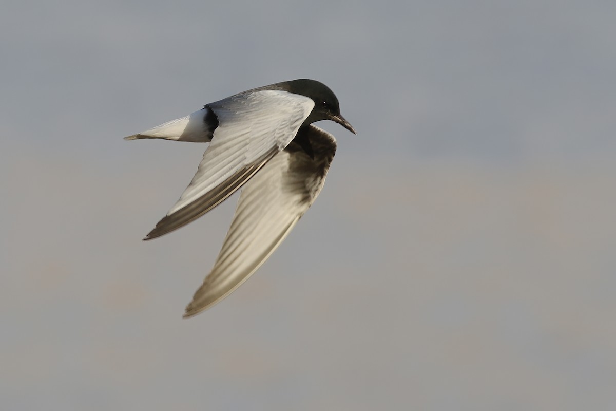 White-winged Tern - ML620692430