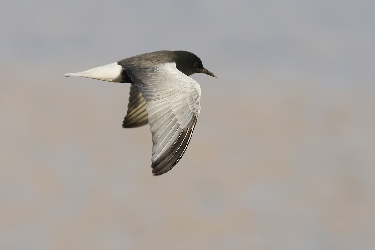 White-winged Tern - ML620692431