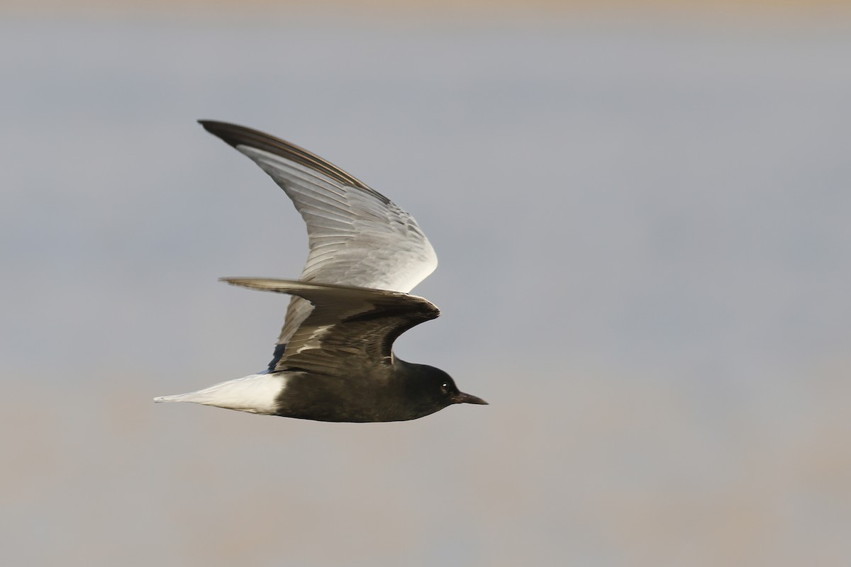 White-winged Tern - ML620692432