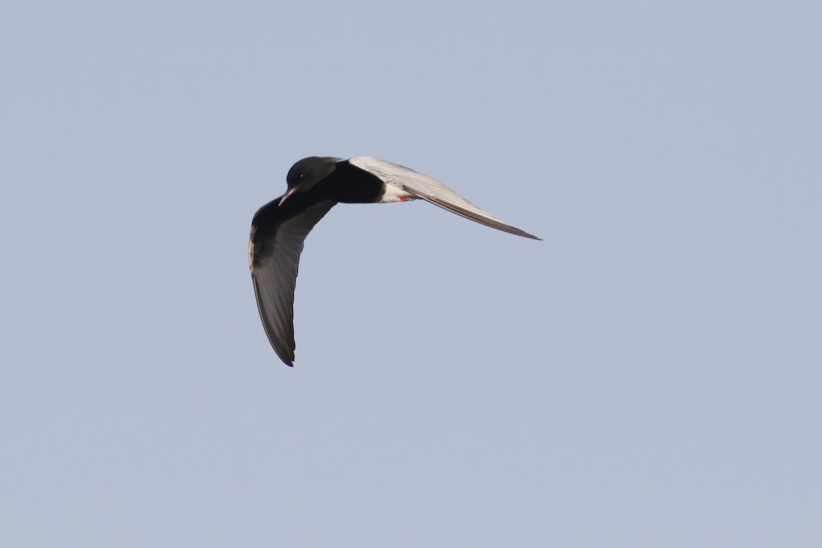 White-winged Tern - ML620692433