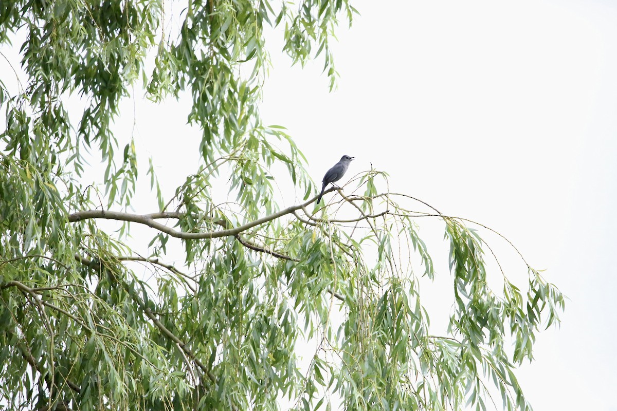 Gray Catbird - ML620692435