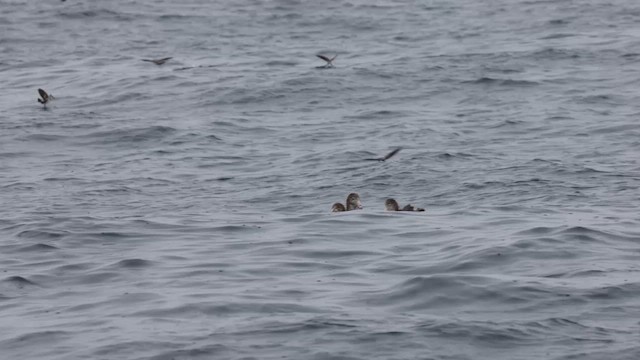 Northern Giant-Petrel - ML620692436