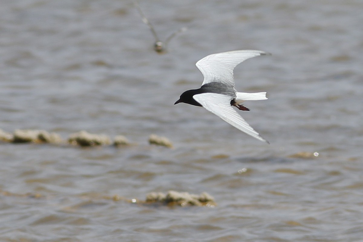 White-winged Tern - ML620692439