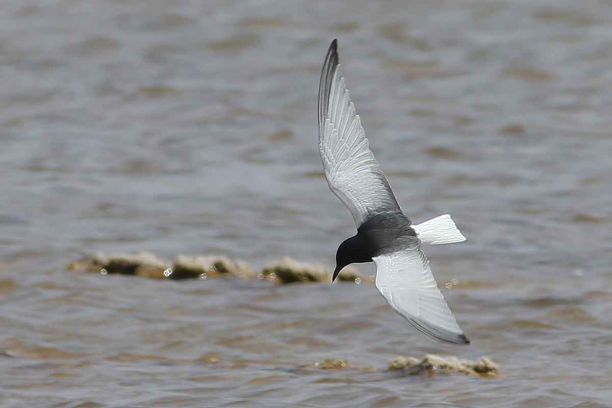 White-winged Tern - ML620692440