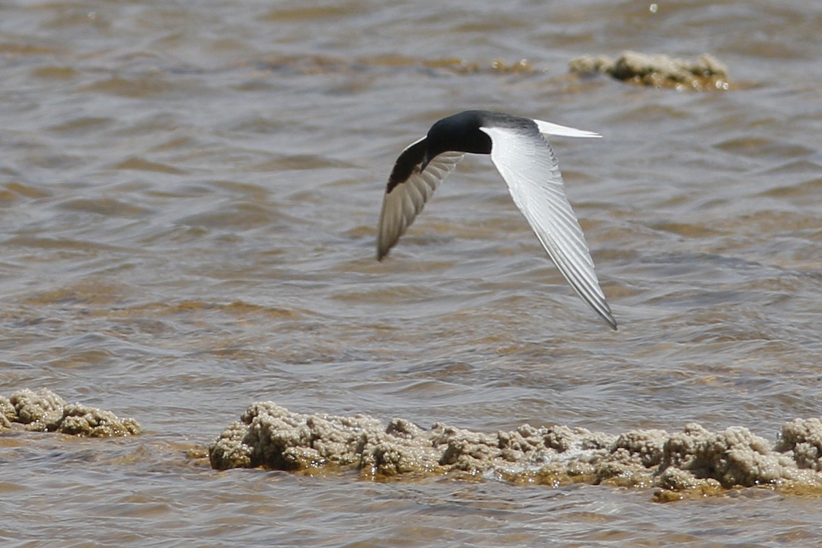 White-winged Tern - ML620692441