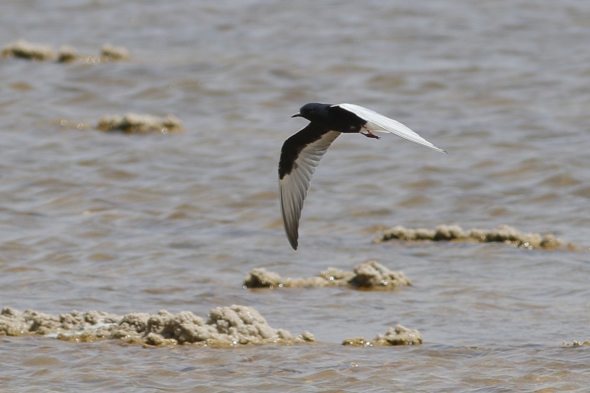 White-winged Tern - ML620692442