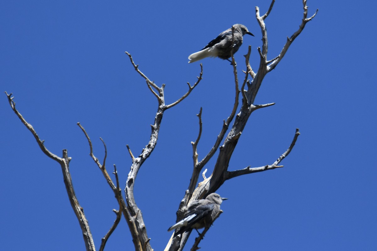 Clark's Nutcracker - ML620692446