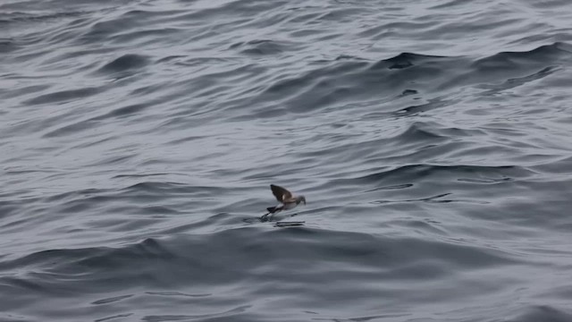 White-faced Storm-Petrel - ML620692447
