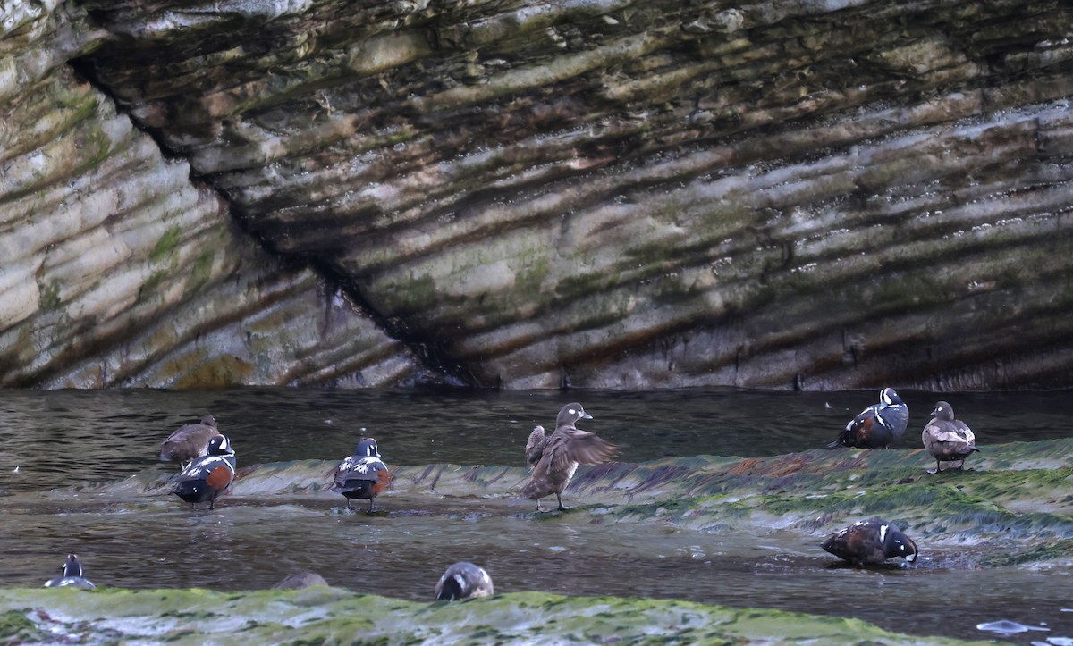 Harlequin Duck - ML620692448