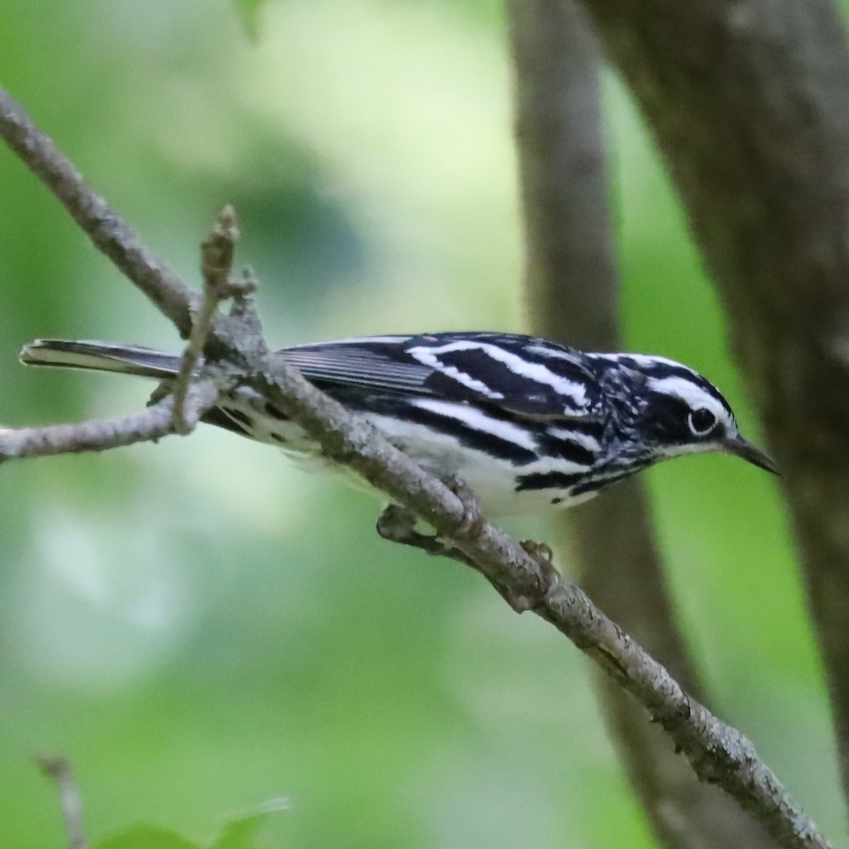 Black-and-white Warbler - ML620692450