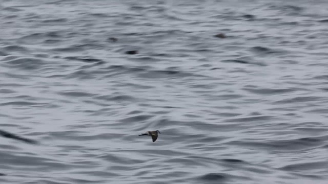 White-faced Storm-Petrel - ML620692451