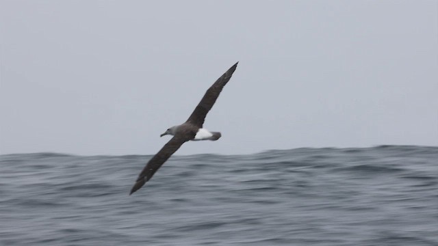 Salvin's Albatross - ML620692459