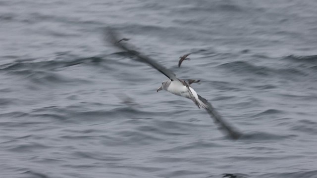 Albatros de Salvin - ML620692460