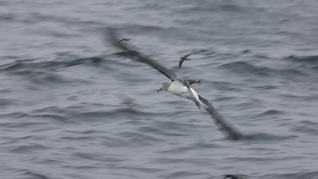 Salvin's Albatross - ML620692460