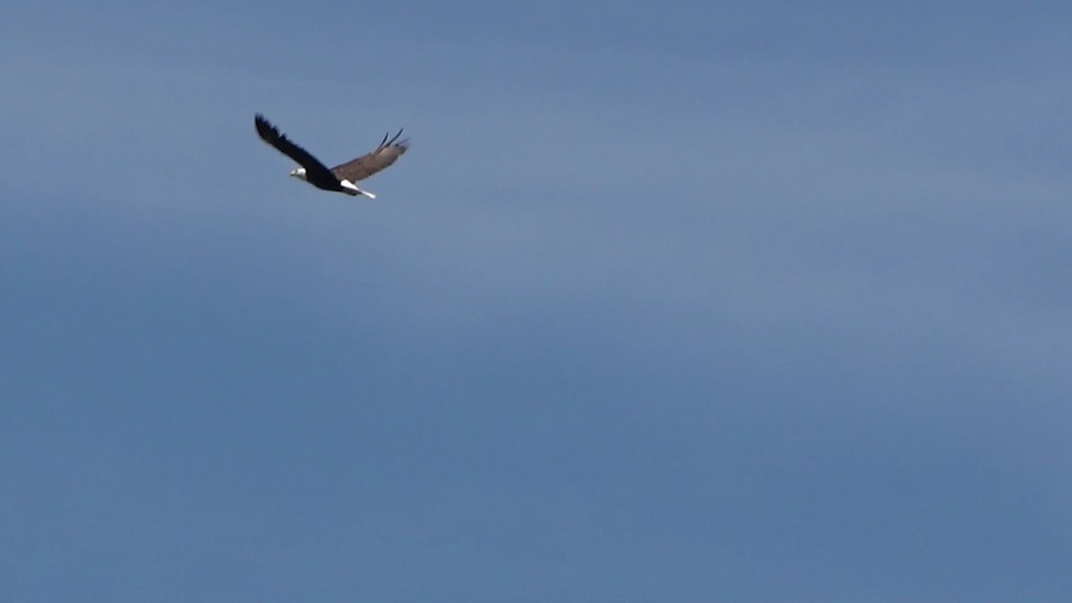 Bald Eagle - Bruce Schine