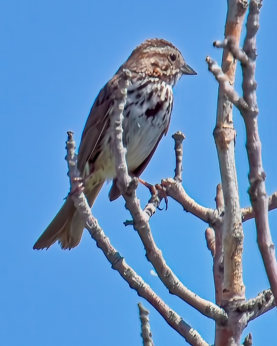 Song Sparrow - ML620692473