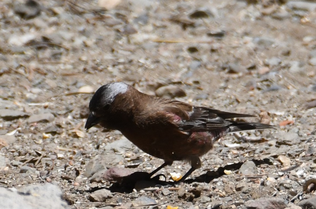 Gray-crowned Rosy-Finch - ML620692475