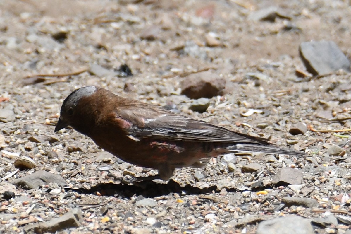 Gray-crowned Rosy-Finch - ML620692477