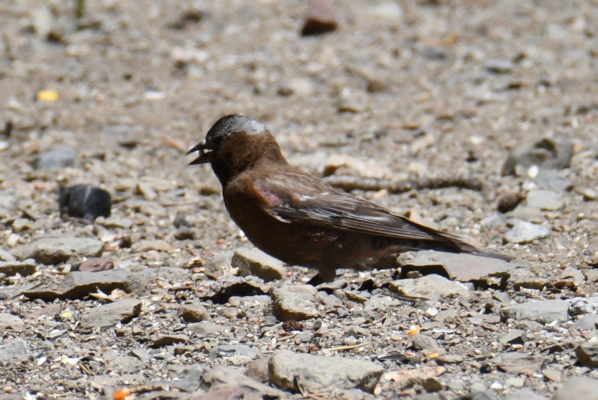 Gray-crowned Rosy-Finch - ML620692478