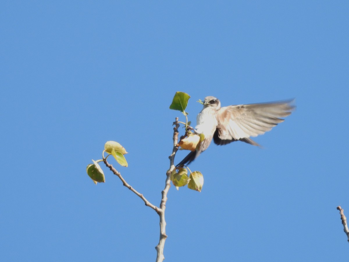 Purple Martin - ML620692480