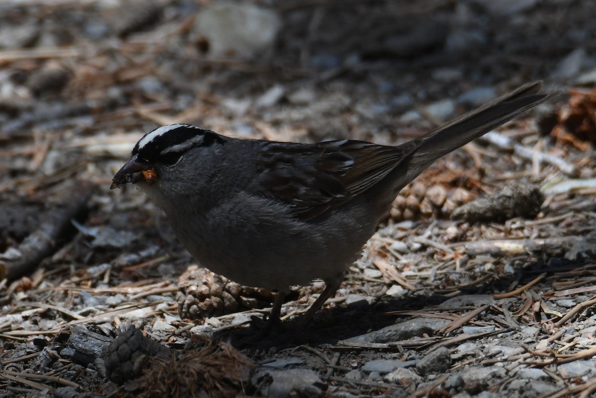 White-crowned Sparrow - ML620692481