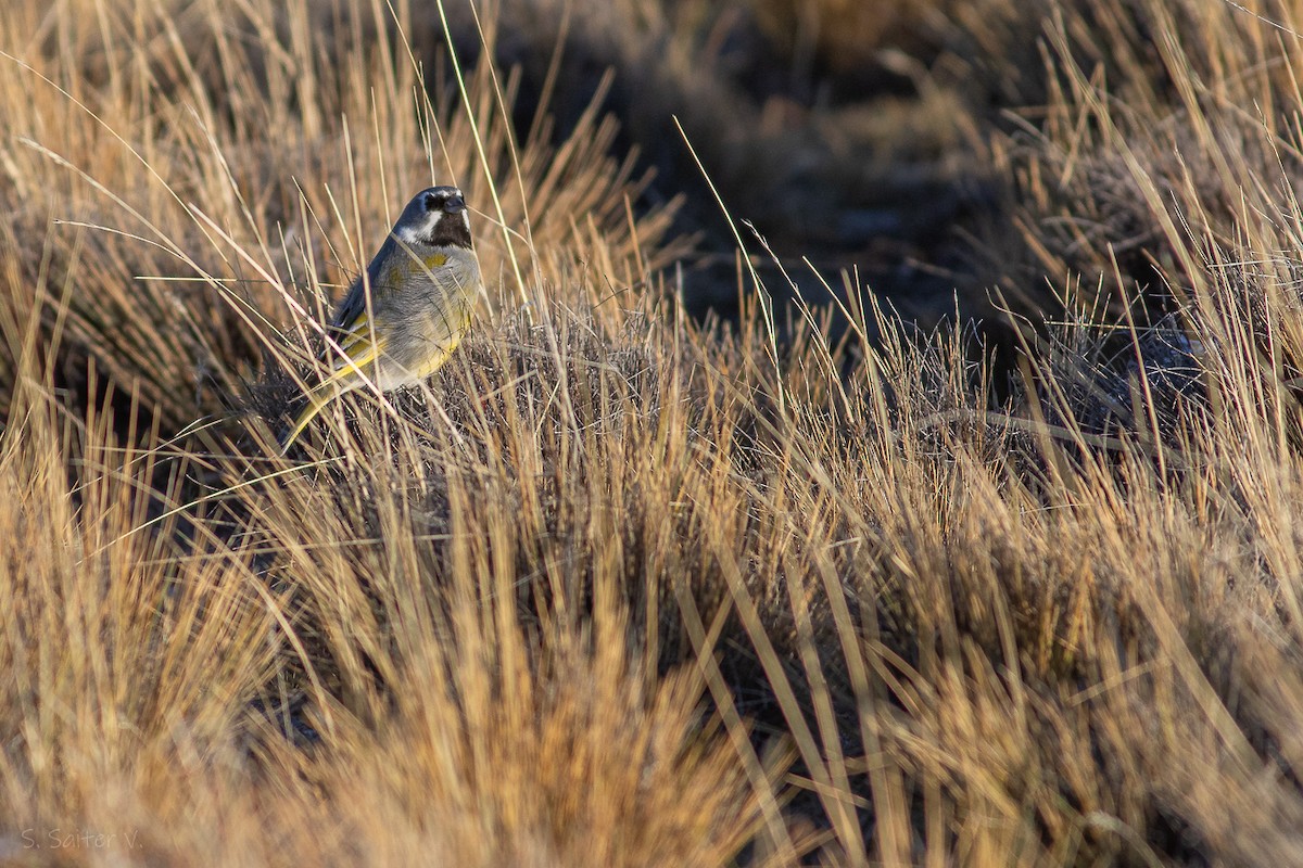 White-bridled Finch (Fuegian) - ML620692483