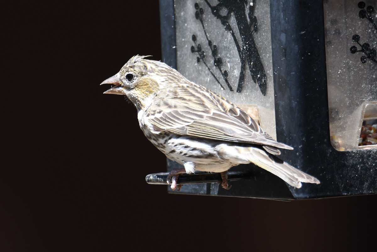 Cassin's Finch - ML620692489