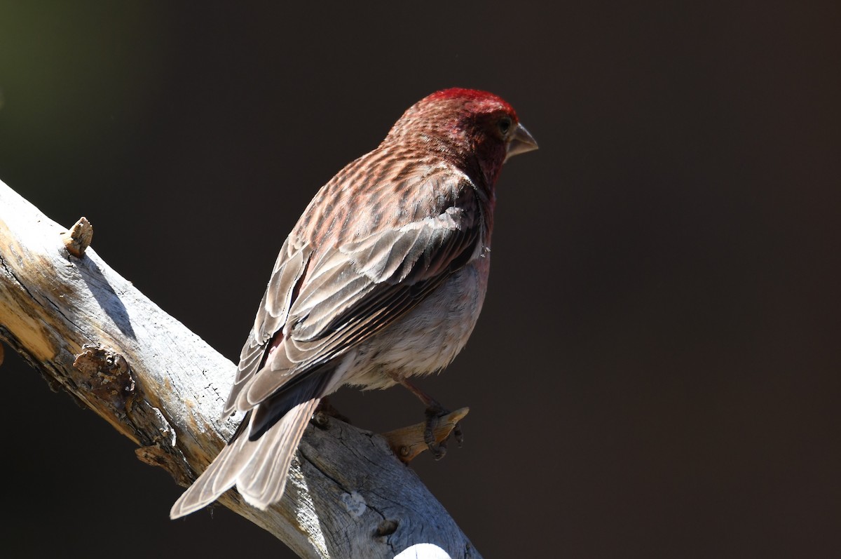 Cassin's Finch - Colin Dillingham