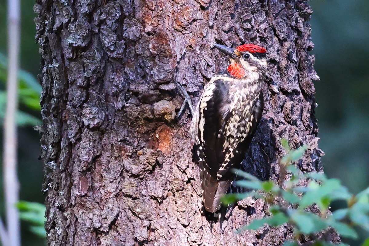 Red-naped Sapsucker - ML620692499